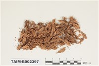 藏品(白髮苔屬)的圖片